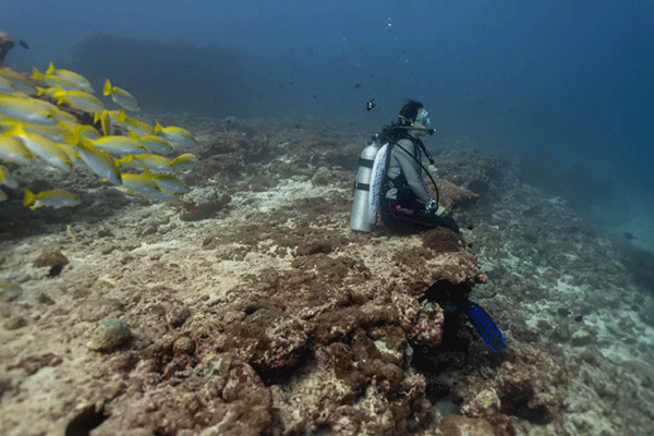 FX的船宿之旅---馬爾代夫（四方線(xiàn)）