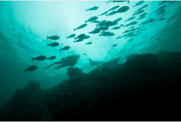 成為潛水員之前的你，是不是也問(wèn)過(guò)這些問(wèn)題？