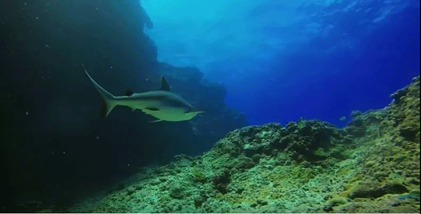 毛里求斯，不要太美