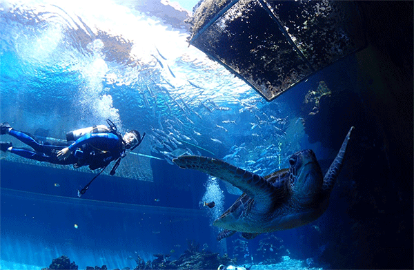 潛水常見(jiàn)問(wèn)題，原來(lái)潛水沒(méi)你想的那么難