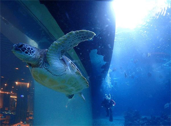 潛水常見(jiàn)問(wèn)題，原來(lái)潛水沒(méi)你想的那么難