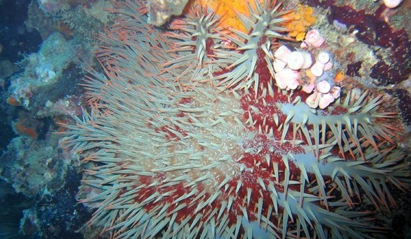 水下被海洋生物傷害到了該怎么辦？